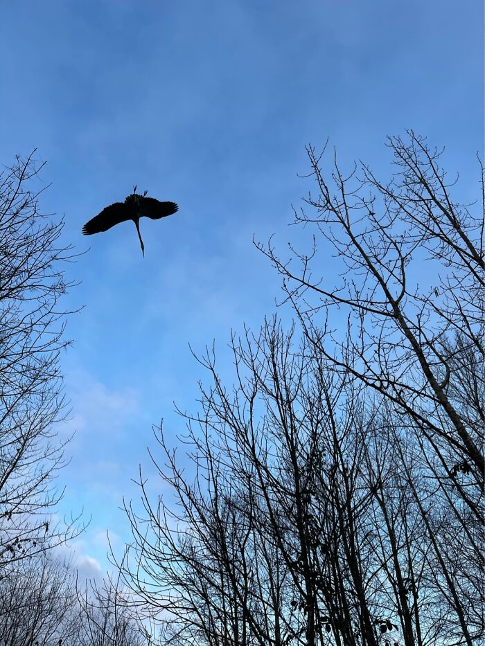 Heron Flying Above!