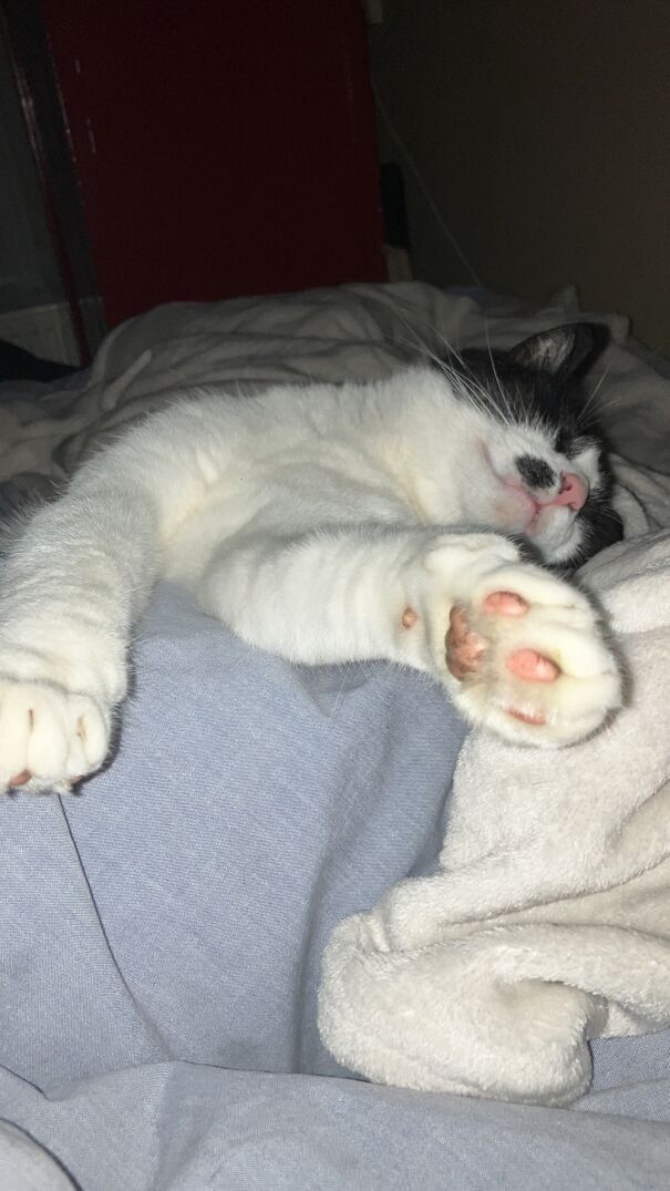 Sleepy Boy But Dirty Paws From Outside Adventures