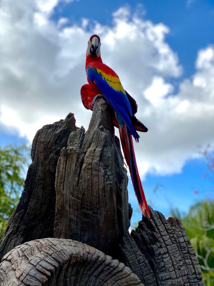 Parrot At Animal Kingdom - Disney World, Fl USA