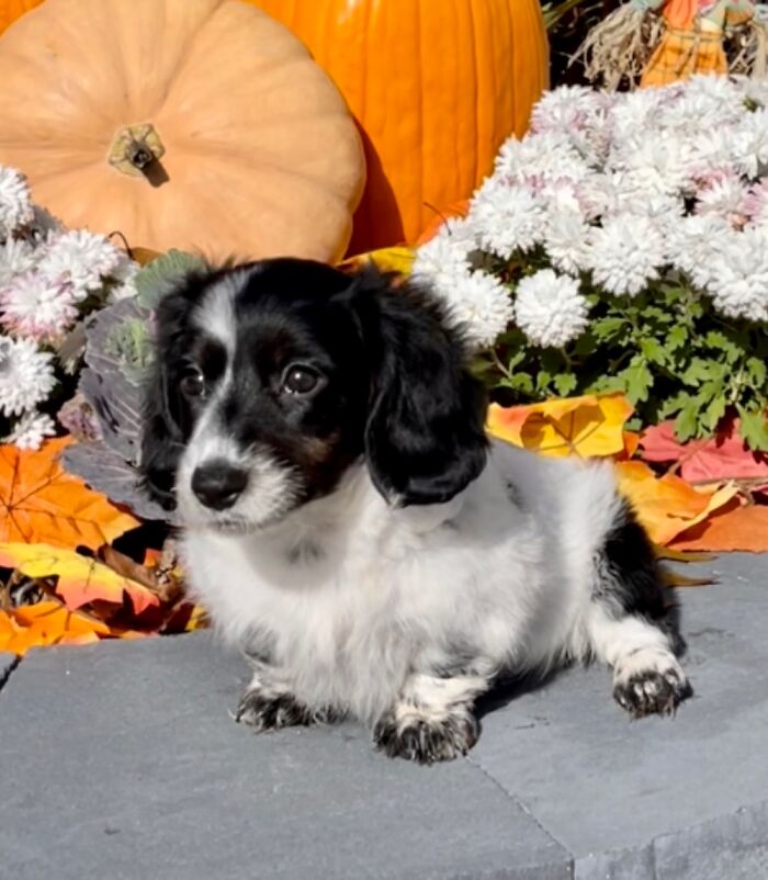 Mini Dachshund Hooper’s 1st Day In His Forever Home. This Was His Puppy Arrival Announcement Photo.