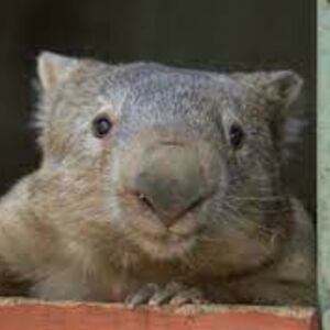 DERPY WOMBAT