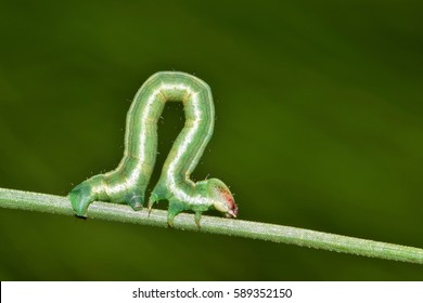 inchworm-geometridae-looping-on-pine-260nw-589352150.jpg