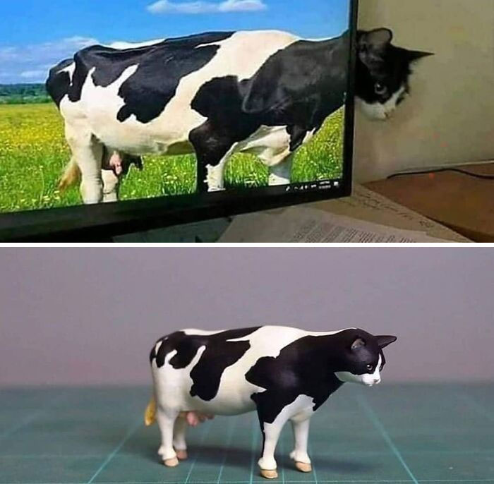 Blursed Cow-Cat