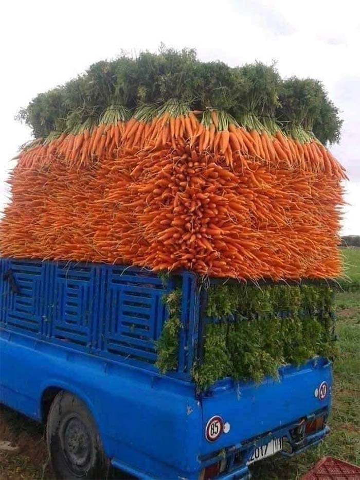 Is That A Carrot Phalanx?