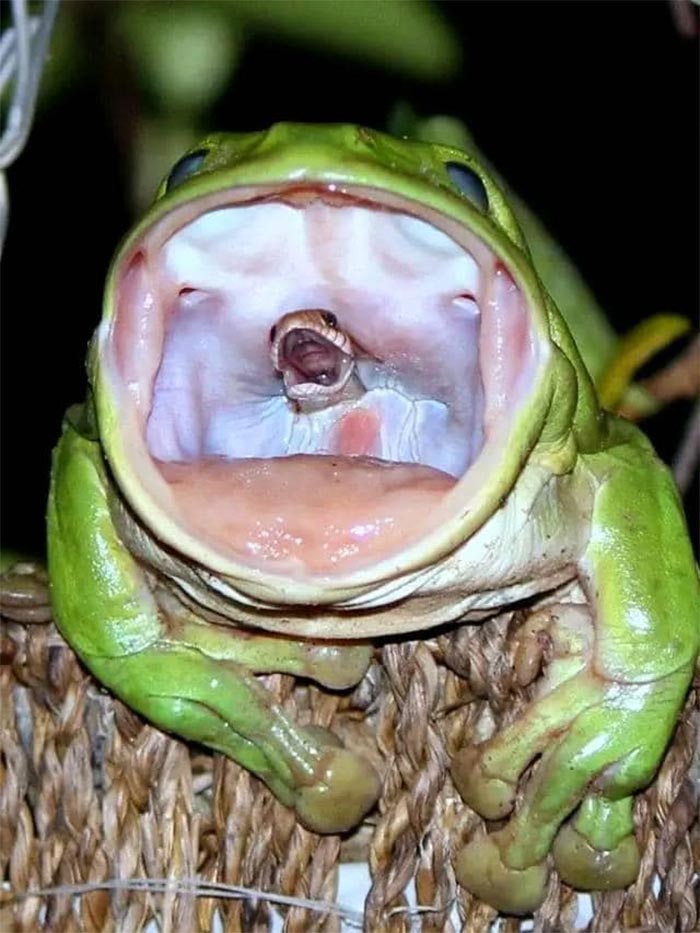 A Snake Being Swallowed By A Frog