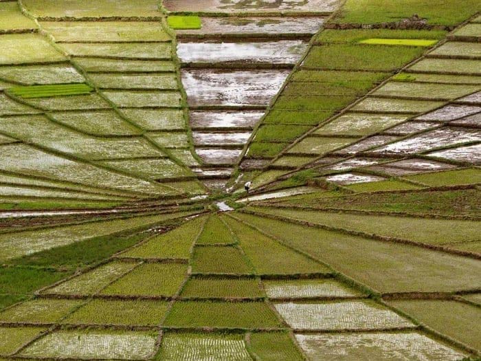 Rice Field In Indonesia