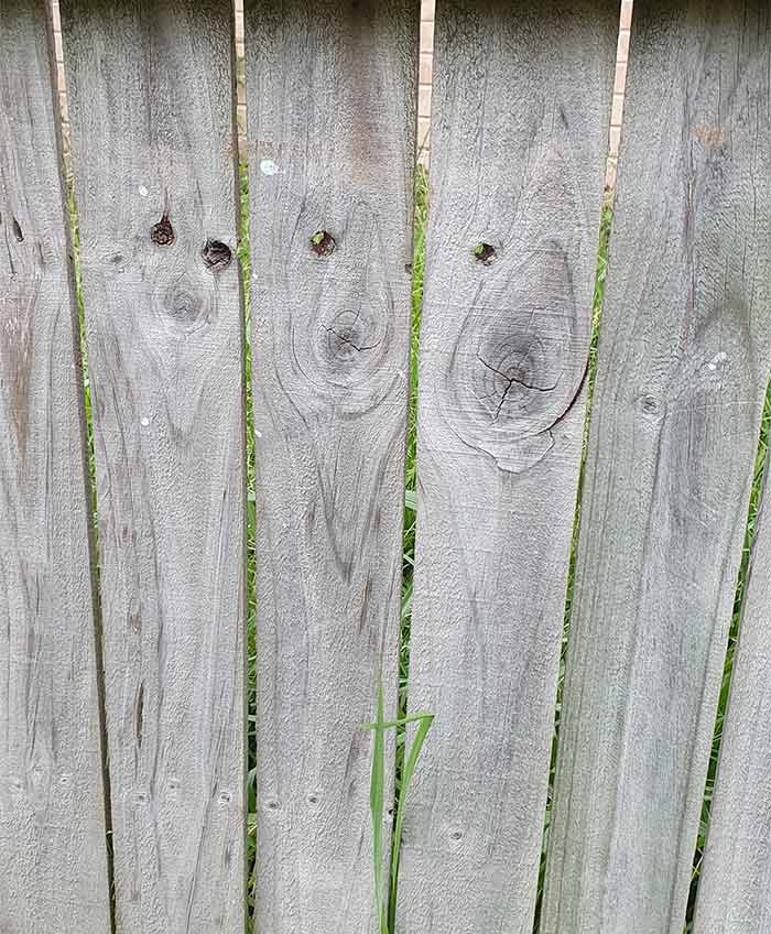 I Kinda Feel Like My Fence Is Showing A Doggo In Stages After Being Stung By A Bee