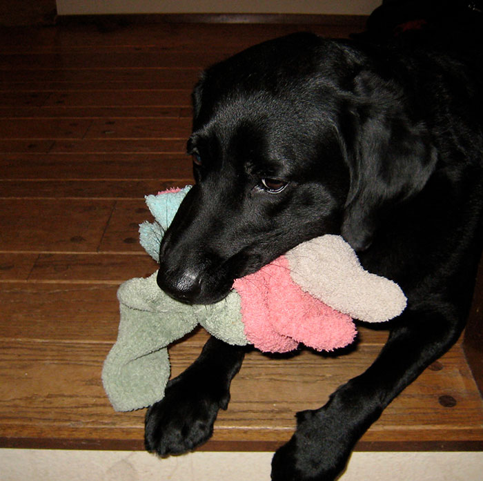 Guy Gets Tired Of His Boyfriend's Socks Being Scattered All Over Their Home, "Unionizes" With Their Dogs Against Him Guy Gets Tired Of His Boyfriend's Socks Being Scattered All Over Their Home, "Unionizes" With Their Dogs Against Him