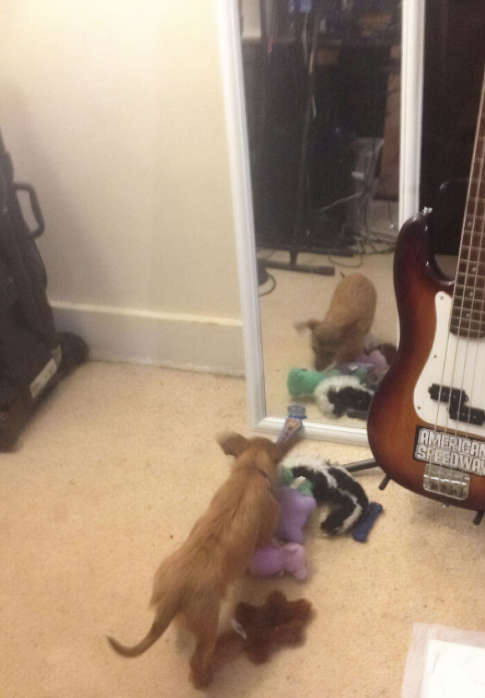 Small dog in a room looking at himself into a mirror 