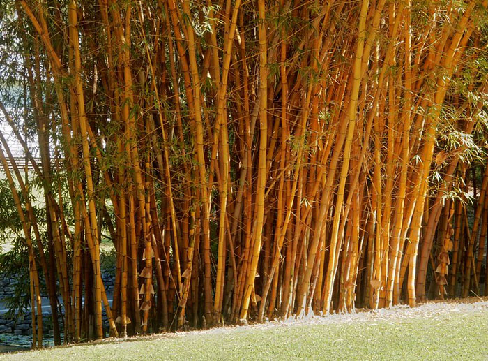 “I Quickly Discovered Running Bamboo”: Homeowner Takes Revenge On Inconsiderate Neighbor Refusing To Shift His Security Light “I Quickly Discovered Running Bamboo”: Homeowner Takes Revenge On Inconsiderate Neighbor Refusing To Shift His Security Light