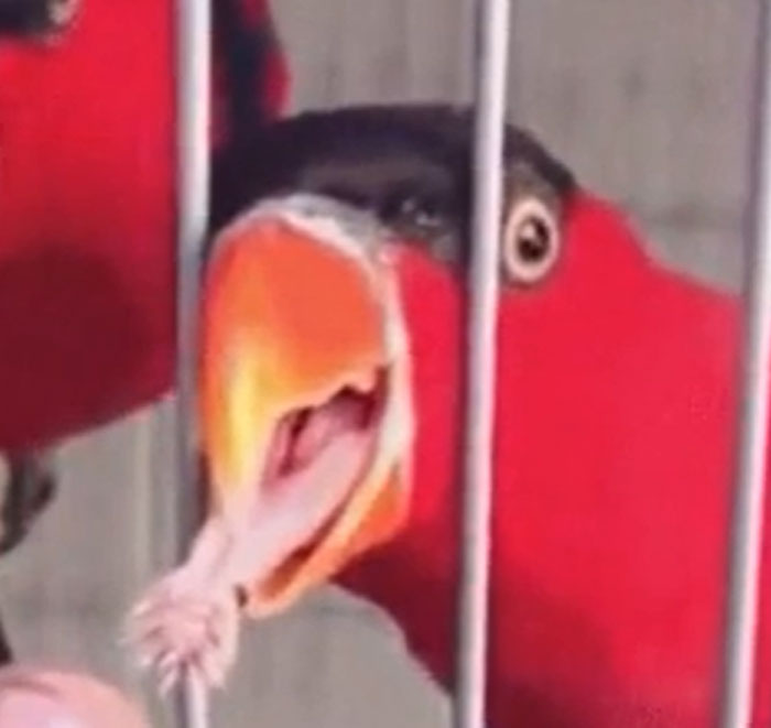 A Parrot's Tongue