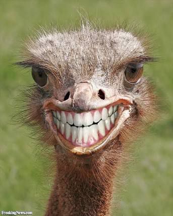 ostrich-smiling-643f0137d7dd9.jpg