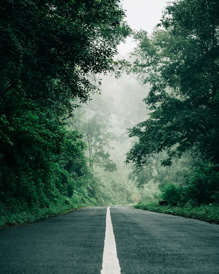 Road and forest
