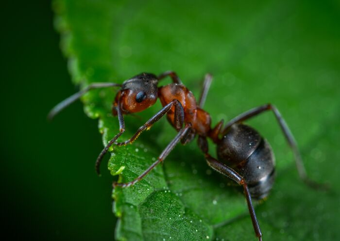Ants Have Graveyards