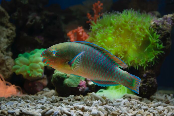 Parrotfish swimming in an aquarium