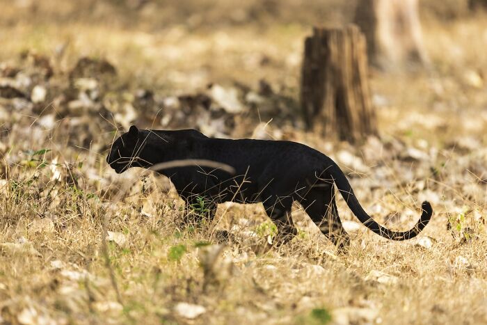 Black panther in the field