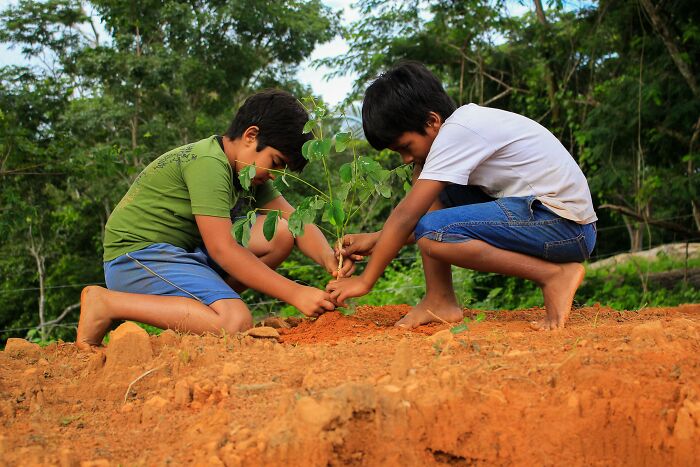 Kids Planting A Tree 