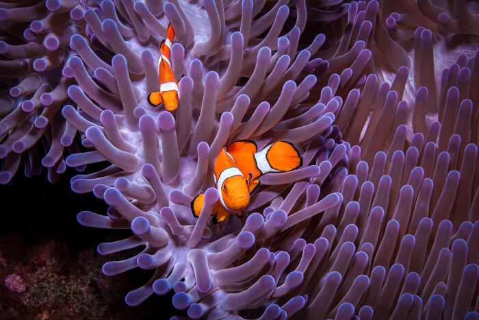 Male Clownfish Switch Gender To Become The Dominant Female In Their Group