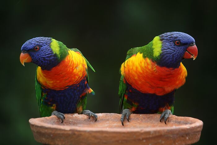 Parrots Name Their Offspring