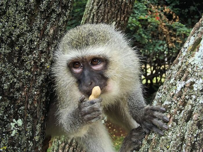 Vervet Monkeys Like Booze