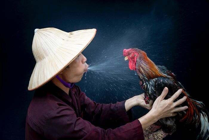 Person spitting rooster