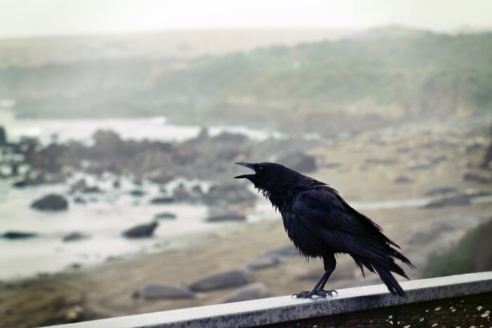 Ravens Mimic A Wolf Howl To Bring Them To Potential Prey And Then Steal The Meat