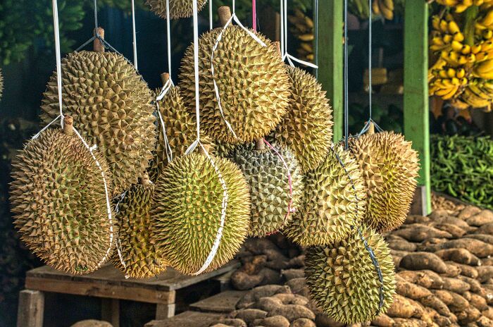 Durian Fruit Hanging On String 