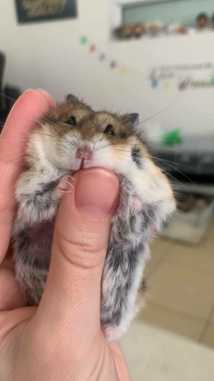 Cherry Pie All Grown Up And Fluffy