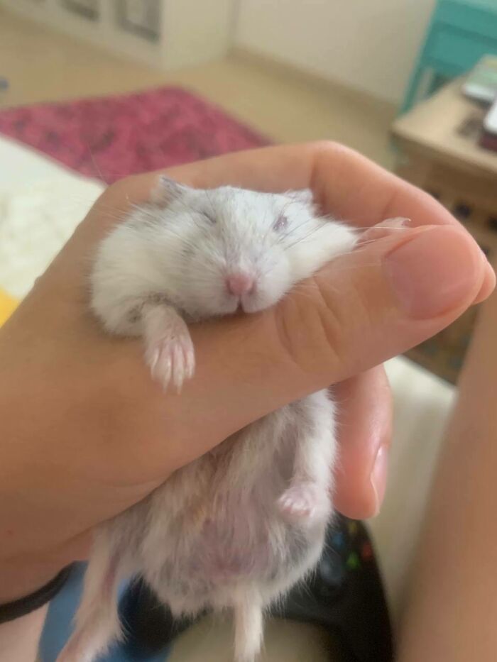 Little Strawberry Resting In My Arms