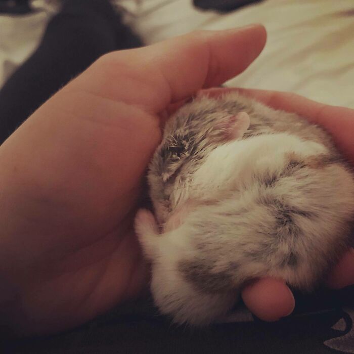 Now Tell Me It Isn't The Cutest Thing You've Ever Seen