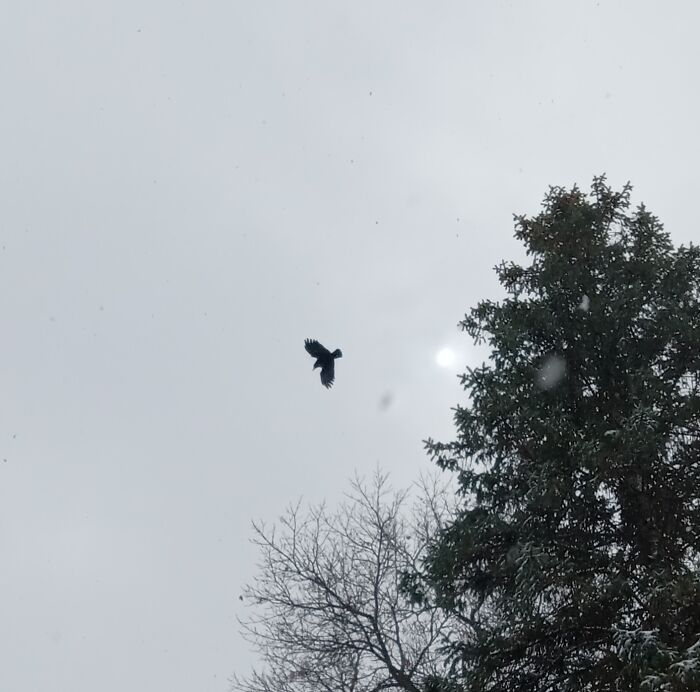 Here Is Mine It Is A Crow