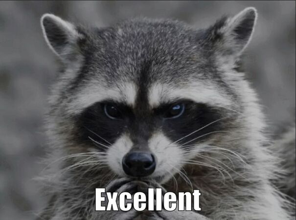 raccoon-excellent-643879e72a6ab.jpg