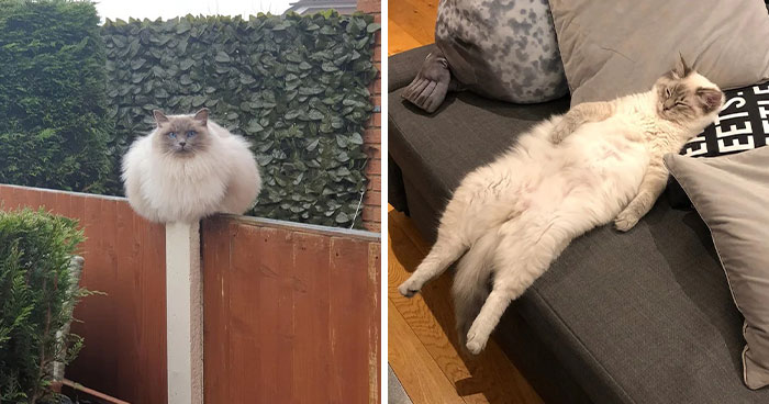 101 Ragdoll Cats For Your Daily Dose Of Serotonin