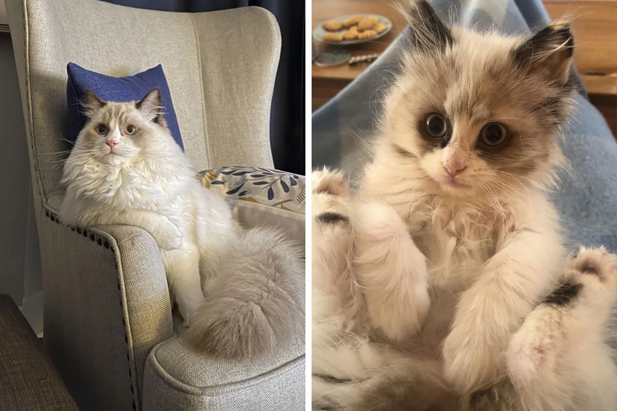 100 Ragdoll Cat Photos That Might Be The Cutest Thing You See