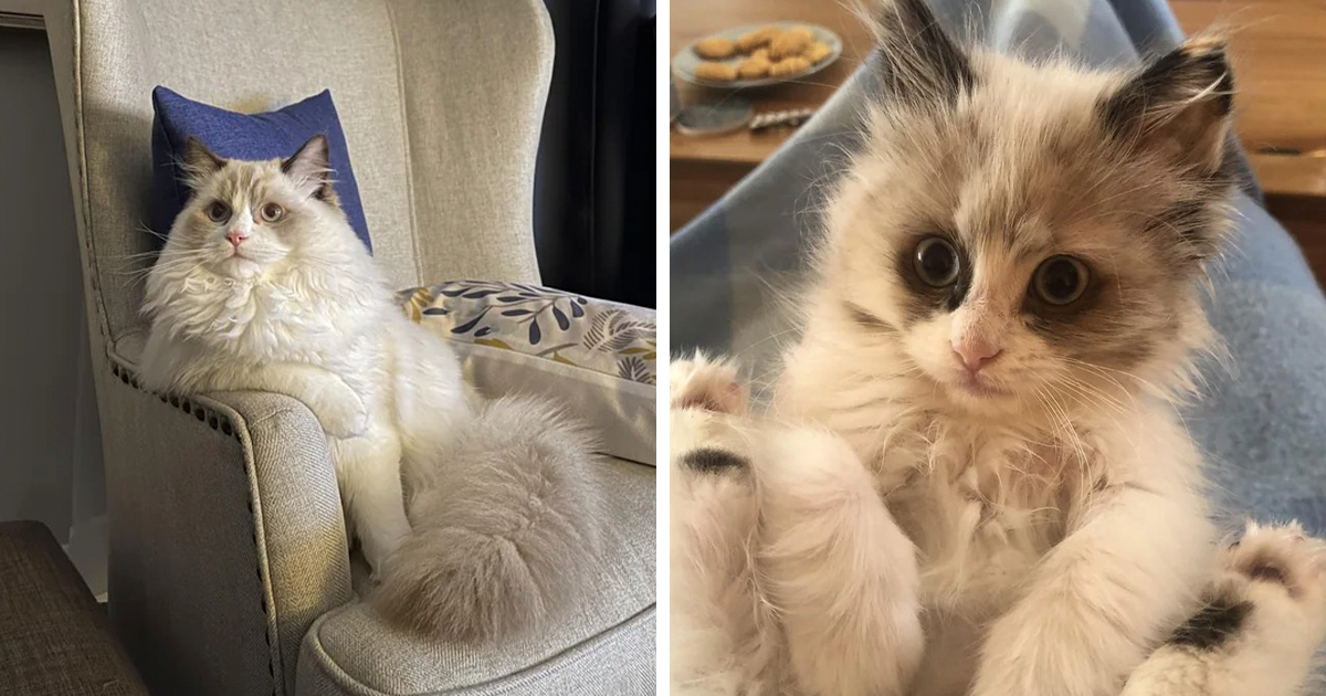 100 Ragdoll Cat Photos That Might Be The Cutest Thing You See Today