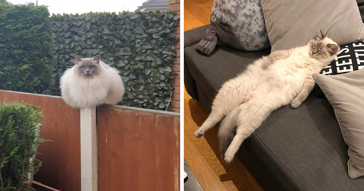 101 Ragdoll Cats For Your Daily Dose Of Serotonin