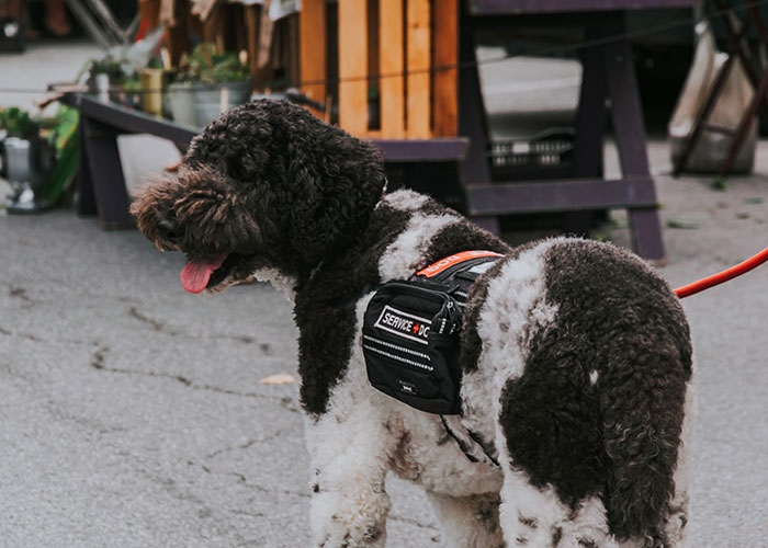 "Am I A Jerk For Not Letting My Nephew Bring His Service Dog To My Wedding?"