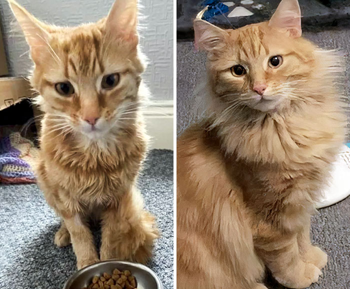 Sometimes I Can't Believe This Is The Same Cat. Feivel Was Ignored And Underfed In The Place He Was Living Before. Now He's A Chatty, Bossy Little Beast With A Passion For Chicken