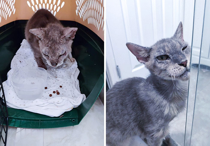 My Mom Rescued A Cat With The Worst Mange We Have Ever Seen