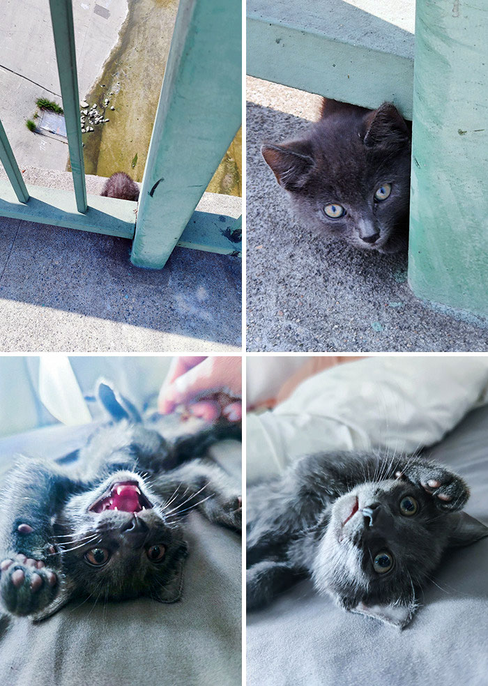 Three Weeks Ago, While Biking, I Found A Kitten Over The La River. I Named Him Pascal