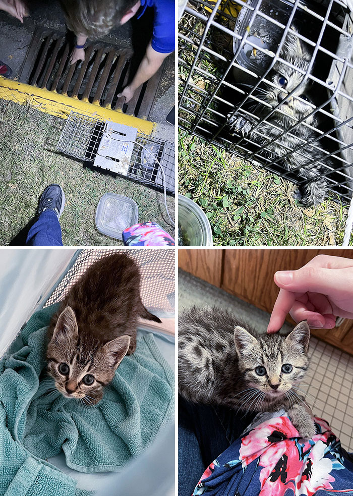 I Found This Little One Crying In A Sewer Grate. I Climbed In Myself So I Could Save It. Before And After