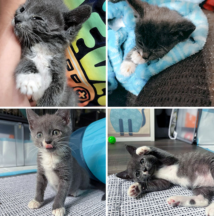 She Was Found On The Highway, Burned Paws, Emaciated And Alone. After Multiple Vet Stays And 24-Hour Care At My House, She Got Better And Was Adopted