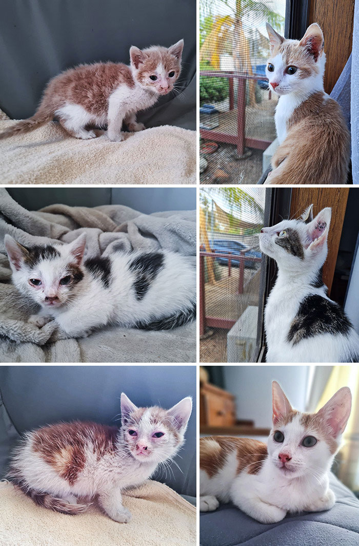 Triple Foster Kitten's Glow Up. Before And After
