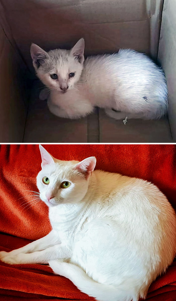 Sally Was Found On A Street Corner A Few Years Ago. She Was Tired, Dehydrated, And Dirty. She's Gone From The Street Princess To The House Queen