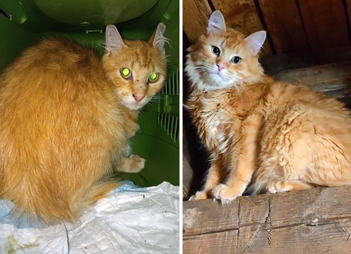 Before And After. Toptyga Cat That I Rescued 6 Months Ago