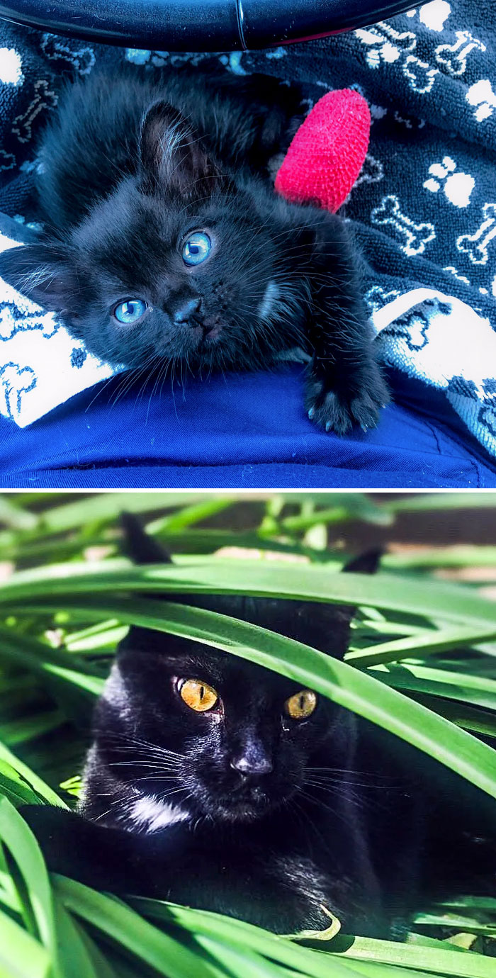 Bagheera Came Into The Animal Er I Work At. He Came In With A Broken Paw, Due To Being Stuck In A Car Engine, And Needed A Home. I Couldn't Say No To This Little Guy