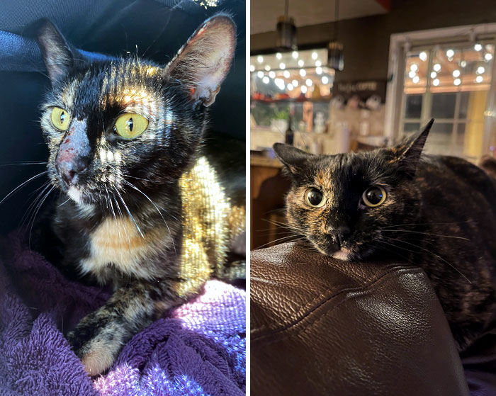 They Told Us It Might Be Cancer, But We Adopted Her Anyways. It Turns Out She Was Just Stressed Out. Before vs. After