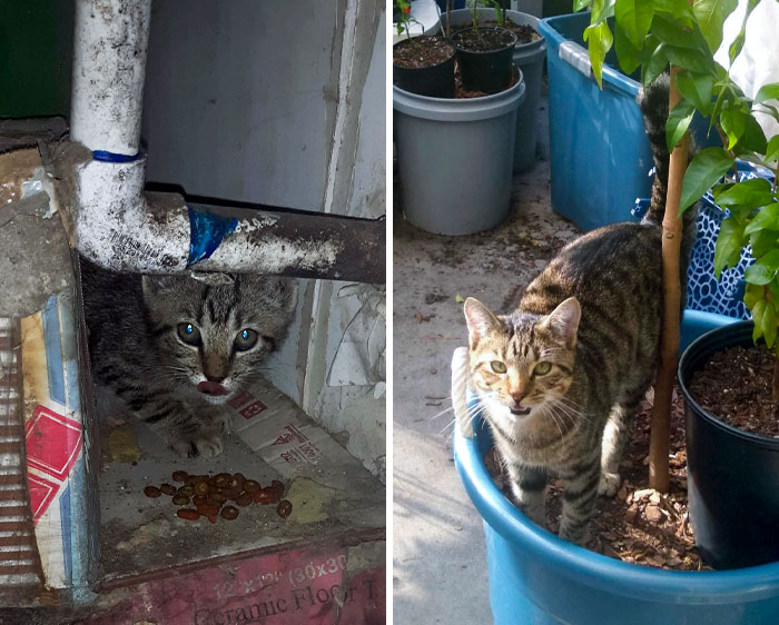 From A Shy Stray Who Was So Starved That His Stomach Had Distended, To A Sweet, Sleepy, Playful Cat Who Loves The Outdoors And Will Never Know Starvation Again