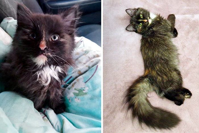 Before And After I Found A Cat In The Forest. She Was Struggling To Live, But I Managed To Heal Her. Now She's Adopted And Lives In Moscow