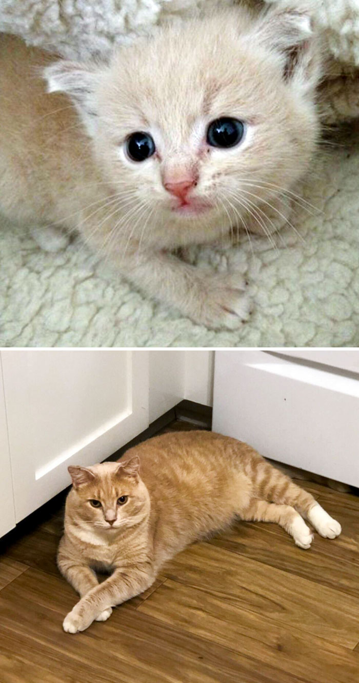 Thor Was The Only Survivor After A Dog Attack. He Had A Nasty Wound On His Leg, But Thankfully It Healed. He's Been The Sweetest Cat Since The Day We Adopted Him